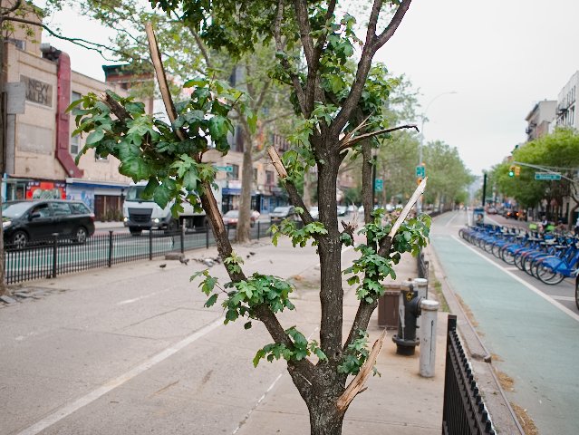 vandalized tree