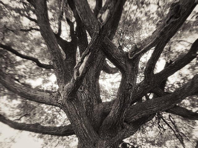 irreplaceable tree