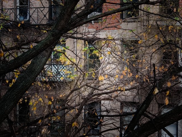 backyard windows