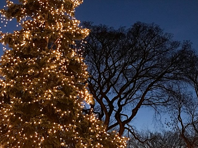 two trees
