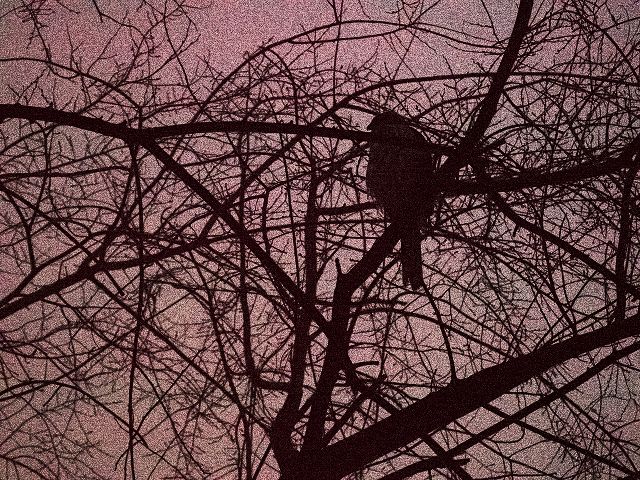 hawk at night