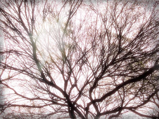 eclipsed tree