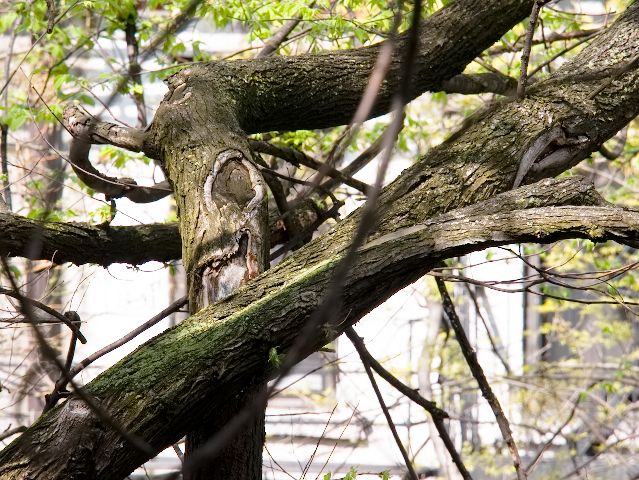 tree branches with moss and sores