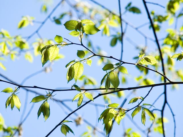 new tree leaves
